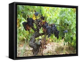 Ripe Grapes in the Vineyard, Domaine Pech-Redon, Coteaux Du Languedoc La Clape-Per Karlsson-Framed Stretched Canvas
