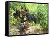 Ripe Grapes in the Vineyard, Domaine Pech-Redon, Coteaux Du Languedoc La Clape-Per Karlsson-Framed Stretched Canvas