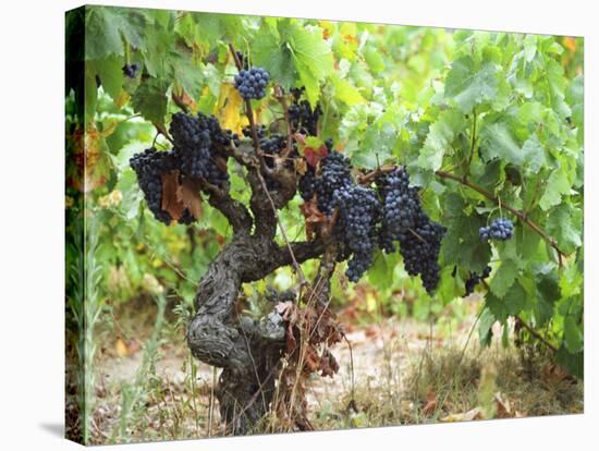 Ripe Grapes in the Vineyard, Domaine Pech-Redon, Coteaux Du Languedoc La Clape-Per Karlsson-Stretched Canvas