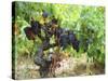 Ripe Grapes in the Vineyard, Domaine Pech-Redon, Coteaux Du Languedoc La Clape-Per Karlsson-Stretched Canvas