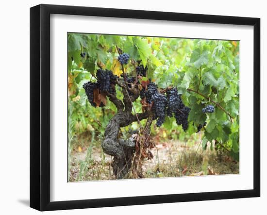 Ripe Grapes in the Vineyard, Domaine Pech-Redon, Coteaux Du Languedoc La Clape-Per Karlsson-Framed Premium Photographic Print