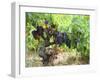 Ripe Grapes in the Vineyard, Domaine Pech-Redon, Coteaux Du Languedoc La Clape-Per Karlsson-Framed Premium Photographic Print