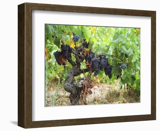 Ripe Grapes in the Vineyard, Domaine Pech-Redon, Coteaux Du Languedoc La Clape-Per Karlsson-Framed Photographic Print