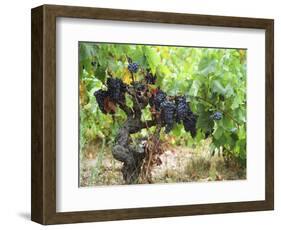 Ripe Grapes in the Vineyard, Domaine Pech-Redon, Coteaux Du Languedoc La Clape-Per Karlsson-Framed Photographic Print