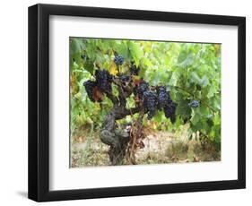 Ripe Grapes in the Vineyard, Domaine Pech-Redon, Coteaux Du Languedoc La Clape-Per Karlsson-Framed Photographic Print