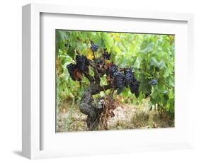 Ripe Grapes in the Vineyard, Domaine Pech-Redon, Coteaux Du Languedoc La Clape-Per Karlsson-Framed Photographic Print