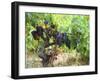 Ripe Grapes in the Vineyard, Domaine Pech-Redon, Coteaux Du Languedoc La Clape-Per Karlsson-Framed Photographic Print