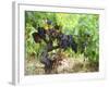 Ripe Grapes in the Vineyard, Domaine Pech-Redon, Coteaux Du Languedoc La Clape-Per Karlsson-Framed Photographic Print