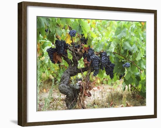 Ripe Grapes in the Vineyard, Domaine Pech-Redon, Coteaux Du Languedoc La Clape-Per Karlsson-Framed Photographic Print