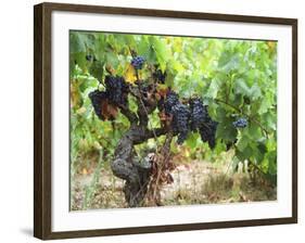 Ripe Grapes in the Vineyard, Domaine Pech-Redon, Coteaux Du Languedoc La Clape-Per Karlsson-Framed Photographic Print