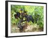 Ripe Grapes in the Vineyard, Domaine Pech-Redon, Coteaux Du Languedoc La Clape-Per Karlsson-Framed Photographic Print