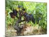 Ripe Grapes in the Vineyard, Domaine Pech-Redon, Coteaux Du Languedoc La Clape-Per Karlsson-Mounted Photographic Print