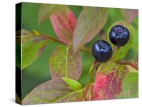 Ripe Huckleberries, Flathead National Forest, Montana, USA-Chuck Haney-Stretched Canvas