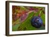 Ripe Huckleberries in a Light Rain Near Whitefish, Montana, USA-Chuck Haney-Framed Photographic Print