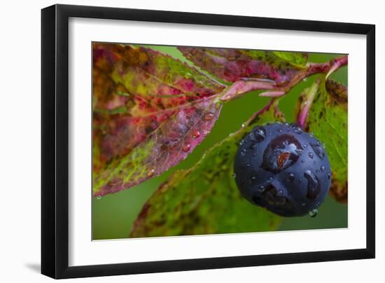 Ripe Huckleberries in a Light Rain Near Whitefish, Montana, USA-Chuck Haney-Framed Photographic Print