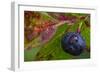 Ripe Huckleberries in a Light Rain Near Whitefish, Montana, USA-Chuck Haney-Framed Photographic Print