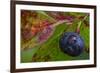 Ripe Huckleberries in a Light Rain Near Whitefish, Montana, USA-Chuck Haney-Framed Photographic Print