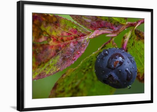 Ripe Huckleberries in a Light Rain Near Whitefish, Montana, USA-Chuck Haney-Framed Photographic Print