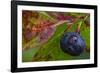 Ripe Huckleberries in a Light Rain Near Whitefish, Montana, USA-Chuck Haney-Framed Photographic Print