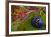 Ripe Huckleberries in a Light Rain Near Whitefish, Montana, USA-Chuck Haney-Framed Photographic Print