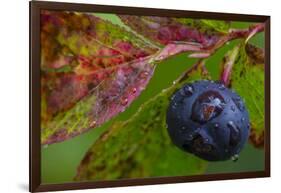 Ripe Huckleberries in a Light Rain Near Whitefish, Montana, USA-Chuck Haney-Framed Photographic Print