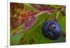 Ripe Huckleberries in a Light Rain Near Whitefish, Montana, USA-Chuck Haney-Framed Premium Photographic Print