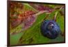 Ripe Huckleberries in a Light Rain Near Whitefish, Montana, USA-Chuck Haney-Framed Premium Photographic Print