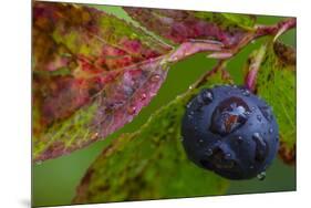 Ripe Huckleberries in a Light Rain Near Whitefish, Montana, USA-Chuck Haney-Mounted Premium Photographic Print