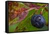 Ripe Huckleberries in a Light Rain Near Whitefish, Montana, USA-Chuck Haney-Framed Stretched Canvas