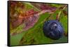 Ripe Huckleberries in a Light Rain Near Whitefish, Montana, USA-Chuck Haney-Framed Stretched Canvas