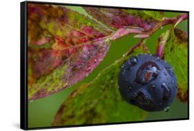 Ripe Huckleberries in a Light Rain Near Whitefish, Montana, USA-Chuck Haney-Framed Stretched Canvas