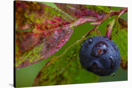 Ripe Huckleberries in a Light Rain Near Whitefish, Montana, USA-Chuck Haney-Stretched Canvas