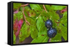 Ripe Huckleberries in a Light Rain Near Whitefish, Montana, USA-Chuck Haney-Framed Stretched Canvas