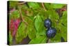 Ripe Huckleberries in a Light Rain Near Whitefish, Montana, USA-Chuck Haney-Stretched Canvas