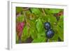 Ripe Huckleberries in a Light Rain Near Whitefish, Montana, USA-Chuck Haney-Framed Photographic Print