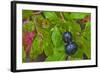 Ripe Huckleberries in a Light Rain Near Whitefish, Montana, USA-Chuck Haney-Framed Photographic Print