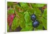 Ripe Huckleberries in a Light Rain Near Whitefish, Montana, USA-Chuck Haney-Framed Photographic Print