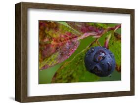 Ripe Huckleberries in a Light Rain Near Whitefish, Montana, USA-Chuck Haney-Framed Photographic Print