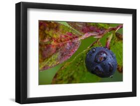 Ripe Huckleberries in a Light Rain Near Whitefish, Montana, USA-Chuck Haney-Framed Photographic Print