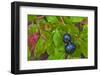 Ripe Huckleberries in a Light Rain Near Whitefish, Montana, USA-Chuck Haney-Framed Photographic Print