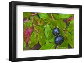 Ripe Huckleberries in a Light Rain Near Whitefish, Montana, USA-Chuck Haney-Framed Photographic Print