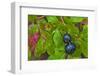 Ripe Huckleberries in a Light Rain Near Whitefish, Montana, USA-Chuck Haney-Framed Photographic Print