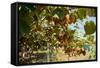 Ripe Kiwi Fruits-Lamarinx-Framed Stretched Canvas