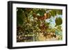 Ripe Kiwi Fruits-Lamarinx-Framed Premium Photographic Print