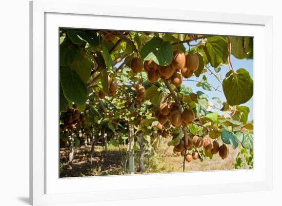 Ripe Kiwi Fruits-Lamarinx-Framed Photographic Print