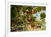 Ripe Kiwi Fruits-Lamarinx-Framed Photographic Print
