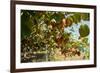 Ripe Kiwi Fruits-Lamarinx-Framed Photographic Print