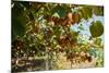 Ripe Kiwi Fruits-Lamarinx-Mounted Photographic Print