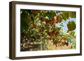 Ripe Kiwi Fruits-Lamarinx-Framed Photographic Print