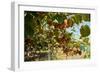 Ripe Kiwi Fruits-Lamarinx-Framed Photographic Print